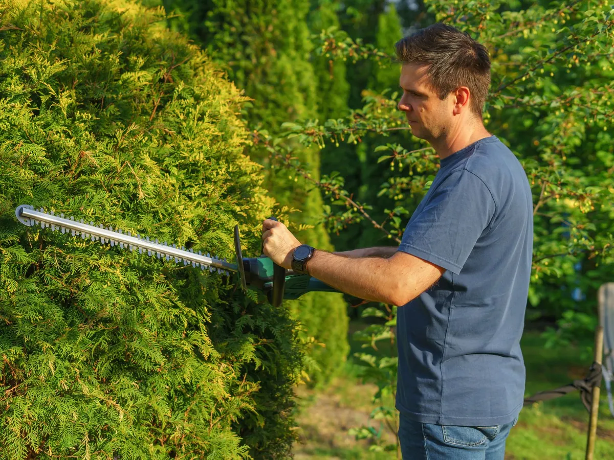 Jardinier qui taille une haie de conifères avec un taille-haie